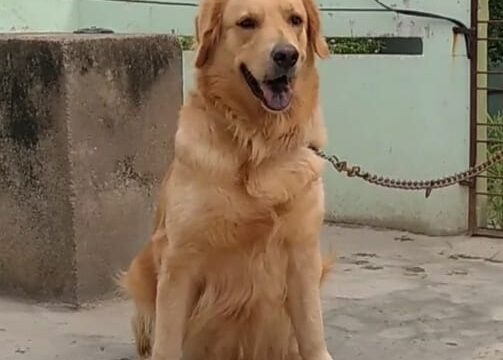 Doggies spot