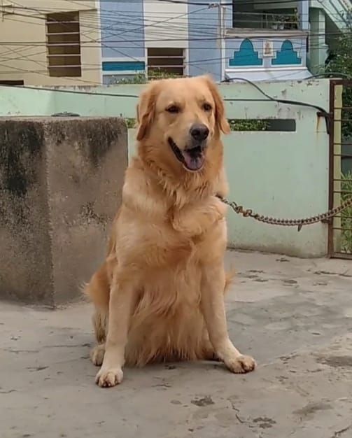 Doggies spot