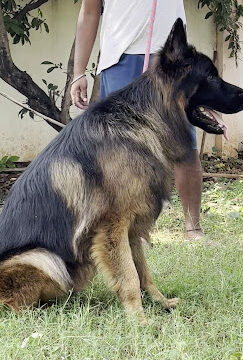 Bhairava Dog Farm