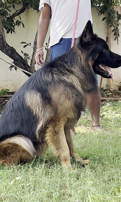 Bhairava Dog Farm